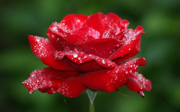 красная роза, капли на лепестках, цветок, макро, красивые обои, бесплатно, Red rose, drops on petals, flower, macro, beautiful wallpaper, free