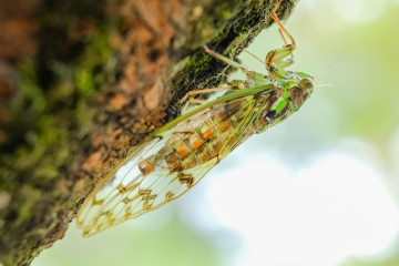 Фото бесплатно цикада, фотографии, беспозвоночный, насекомое, макро