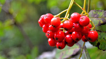 красная рябина, ягода, плод, осень, red rowan, berry, fruit, autumn