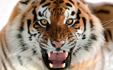 2560х1600 Амурский тигр оскал морда дикие животные кошачьей породы