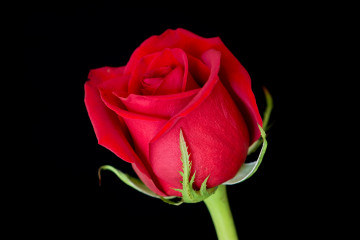 3600х2400 Красивый цветок алой английской розы на черном фоне