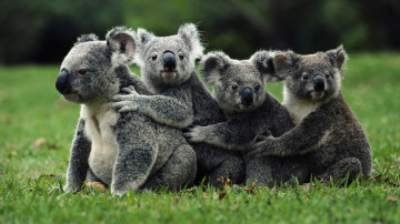 коалы, животные, koalas, animals