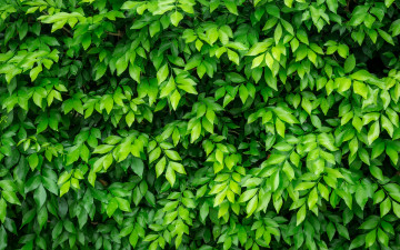 зеленые листья кустарника 2880х1800