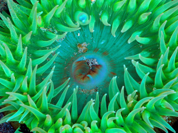 подводный мир, глубина, обои зеленый фон, underwater, depth, green background wallpaper