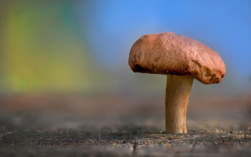 макро, гриб, минимализм, macro, mushroom, minimalism