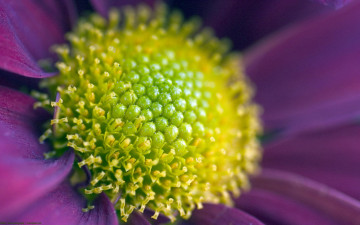 цветок, фиолетовый увеличенный, макро, Flower, violet magnified, macro, zoom,