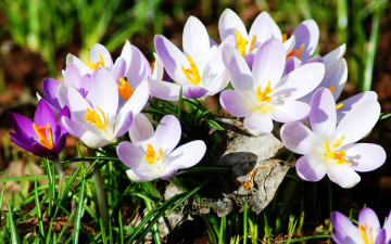 шафран, цветы, трава, весна, природа, обои скачать, Saffron, flowers, grass, spring, nature, wallpaper download