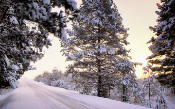 3840х2400 зима заснеженная дорога деревья в снегу