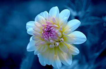 Flowers Delicate white Dahlia with lilac center close-up, белая георгина, синий фон, цветок, бутон крупным планом