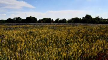3840х2160 4к обои пшеничное поле природа