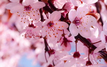 цветущая абрикоса, веточка, цветы, весна, макро, яркие, красивые, качественные обои, Flowering apricot, twig, flowers, spring, macro, bright, beautiful, high-quality wallpaper
