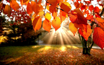 осень, природа, лучи солнца, красные листья на ветке