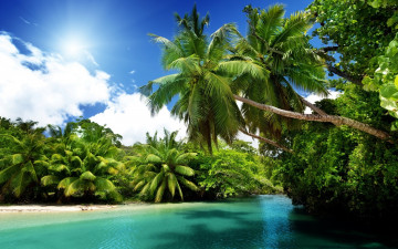 palms, turquoise ocean, shore, tropics, resort, rest