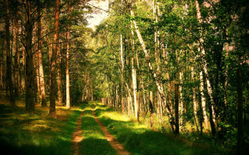 Фото бесплатно природа, дорога, деревья, берёзы, весна