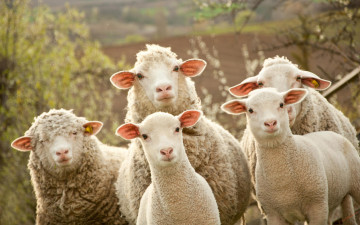 овцы, бараны, животные, обои, sheep, animals, wallpaper