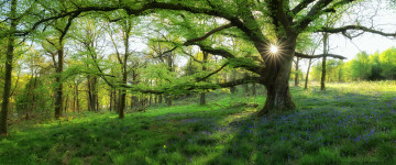 most beautiful spring landscapes on earth, весна, природа, дерево, полевые цветы, парк