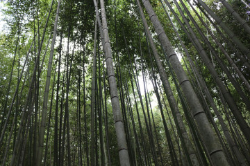 Фото бесплатно лес, стволы деревьев, бамбуковое дерево
