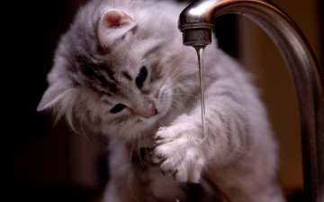 серый пушистый котенок играет водой с крана, сместитель, вода, смешные животные