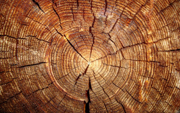 сруб, дерево, пень, макро, обои на рабочий стол, frame, tree, stump, close-up, wallpaper
