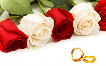 красные, белые розы, цветы, бутоны, обручальные кольца, свадьба, праздник, Red, white roses, flowers, buds, wedding rings, wedding, holiday