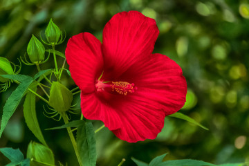 Фото бесплатно гибискус, красный цветок, цветы, зелёный фон
