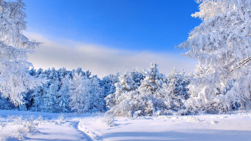 природа, зима, белый снег, деревья, голубое небо, красивый пейзаж, nature, winter, white snow, trees, blue sky, beautiful landscape