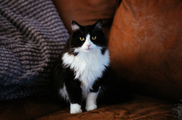 Фото бесплатно чёрно-белый котёнок, домашние животные