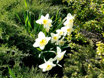4000х3000 4к обои цветы белые нарциссы весна