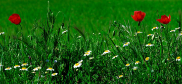 красные маки, зеленая трава, полевые цветы, красивая природа, яркие обои на рабочий стол