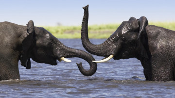 слоны купающиеся в воде, животные, elephants bathing in water, animals