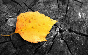 пень, желтый листик, осень, минимализм, Stump, yellow leaf, autumn, minimalism