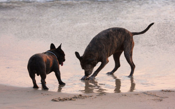 собаки играют на берегу моря, песок, 1920х1200