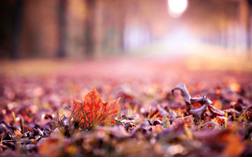картинка, осень, листья, размытость, кленовый лист, Picture, autumn, leaves, blur, maple leaf