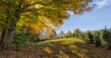 Обои на рабочий стол осень, деревья, лес, осенние листья, краски осени, пейзаж, холм