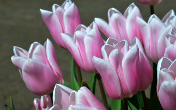 pink tulips, spring flowers, buds, bouquet, spring, holiday, розовые тюльпаны, весенние цветы, бутоны, букет, весна, праздник