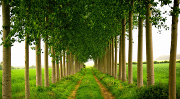 аллея, лето, зелень, трава, поле, туннель из деревьев, alley, summer, green, grass, field, tunnel of trees