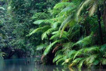 Фото бесплатно растение, природный заповедник, дерево, джунгли