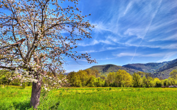 весна, цветущее дерево, горы, долина, деревья, небо, природа, обои, spring, flowering tree, mountain, valley, trees, sky, nature, wallpaper
