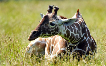 маленький жираф в траве, животные