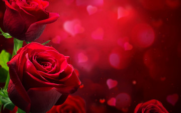 бордовые розы, цветы, бордовый фон, яркие красивые обои, burgundy roses, flowers, burgundy background, bright beautiful wallpaper