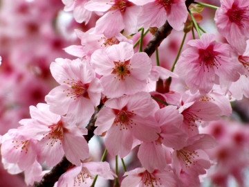 Фото бесплатно весна, цветы вишни, ветка