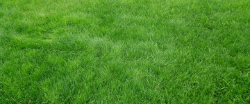 green grass, nature, field, meadow, texture, bright wallpaper, зеленая трава, природа, поле, луг, текстура, яркие обои, 綠草，性質，場，草地，紋理