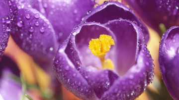крокусы, фиолетовые, макро, роса, весенние цветы, обои, Crocuses, purple, macro, dew, spring flowers, wallpaper