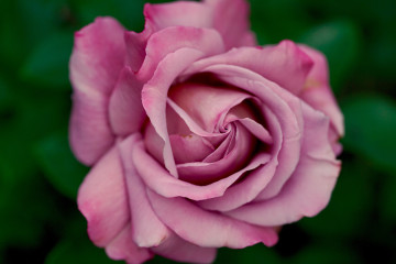 розова садовая роза, цветок, зеленый фон