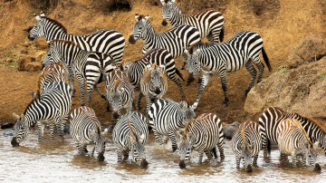 зебры, животные, zebra, animals