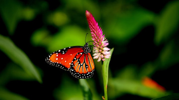 Фото бесплатно обои бабочка, растения, насекомые