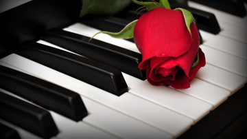 роза красная, цветок, клавиши, пианино, великолепные обои для рабочего стола, red rose, flower, key, piano, beautiful wallpapers