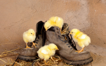 желтые цыплята на башмаках, домашнее хозяйство, фото, Yellow chicks on shoes, household, photo