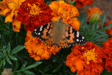 Фото бесплатно бабочка, насекомое, крылья, цветы