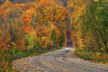 Фото бесплатно дорога, пейзажи, деревья, осень, природа